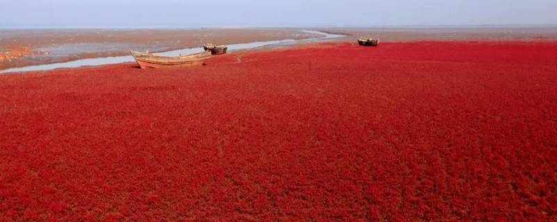 红海海湾内部的海水为什么是红色的（红海的海水呈现）