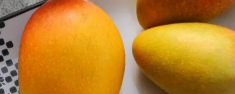 水仙芒果硬的能直接吃吗 硬的水仙芒可以吃吗