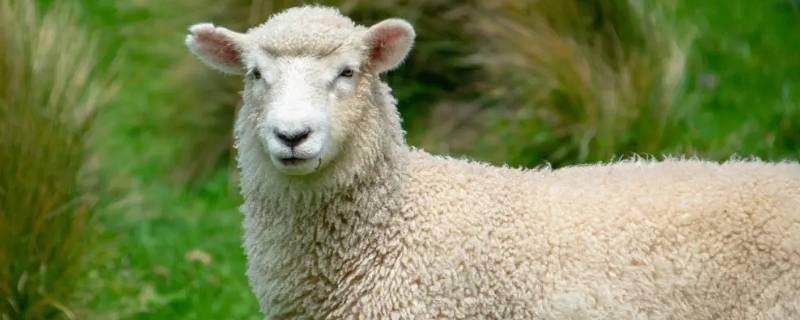 绵羊可以做什么生活用品 绵羊可以做成哪些生活东西
