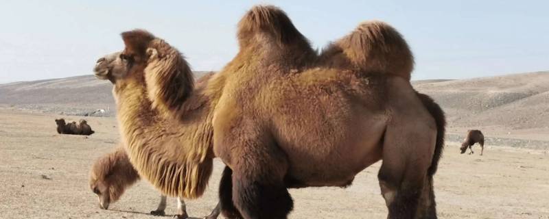 骆驼只有双峰驼一种正确还是错误 骆驼都是双驼峰么