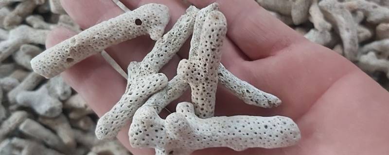 珊瑚骨是什么东西（珊瑚骨是珊瑚吗）
