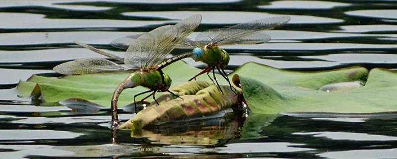 所有蜻蜓都具有点水产卵的功能吗 蜻蜓在水中产卵