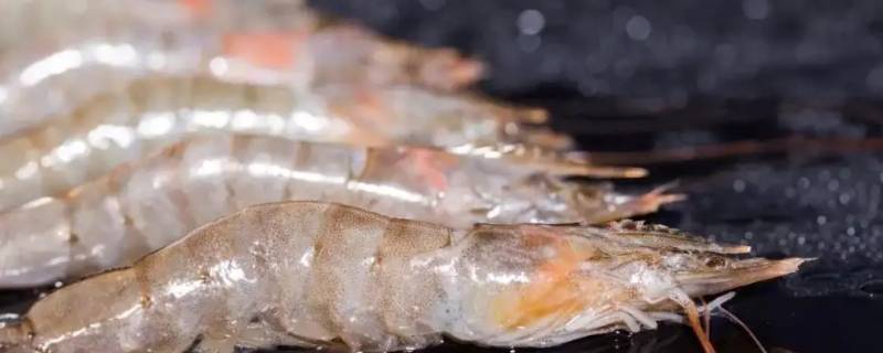 南美白虾是淡水虾还是海水虾 南美白对虾是淡水虾还是海水虾