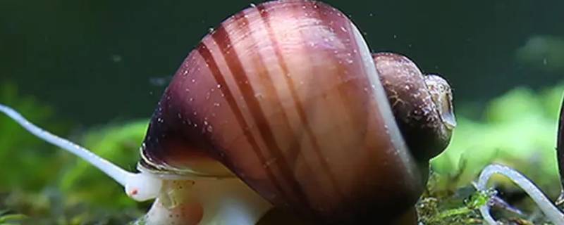 海里长得像蜗牛的叫什么 海里长得像蜗牛的是什么