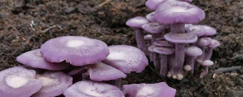 紫丁香蘑和花脸香蘑的区别 花脸香蘑的营养价值