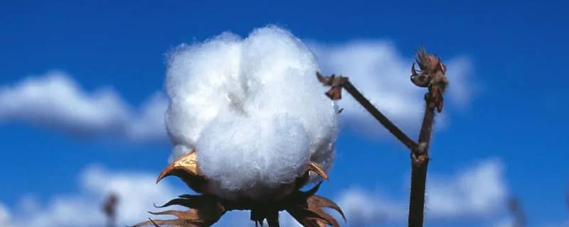 优质棉花与劣质棉花的区别（棉花有什么品质）
