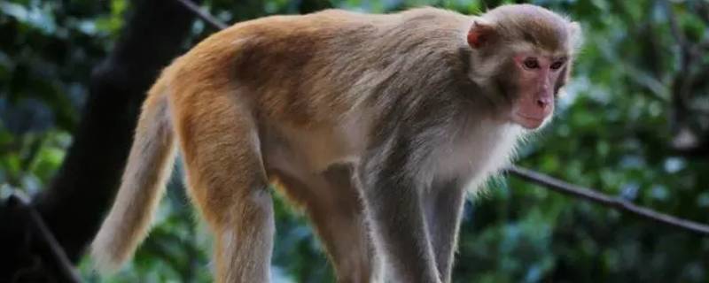 猴子的尾巴起什么作用 猴子的尾巴是起到什么作用