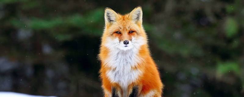 狐狸是什么 狐狸是什么科