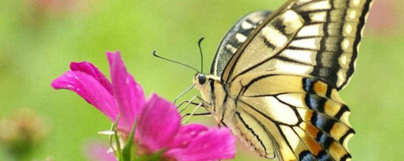 蝴蝶的生活习性 蝴蝶的生活方式和特点