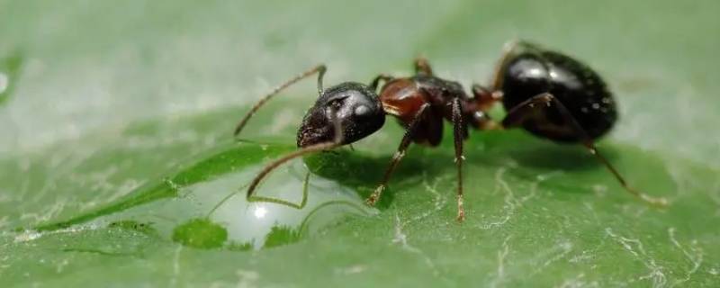 蚂蚁是节肢动物吗（蚂蚁是节肢类动物吗）