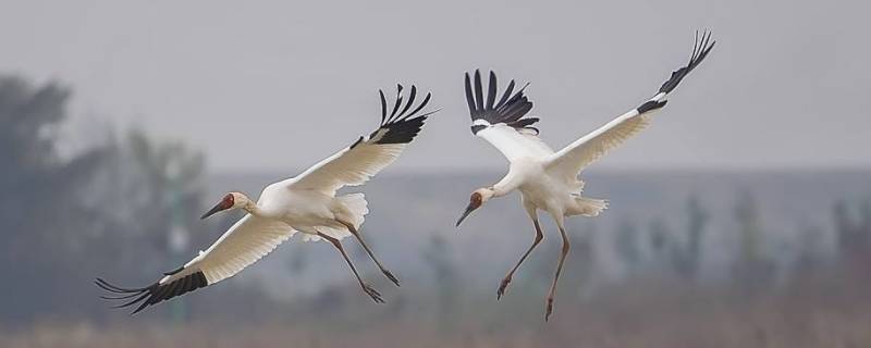 白鹤体长多长 白鹤的体型有多长