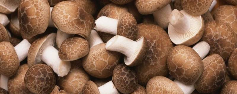 香菇怎么存放 香菇怎么存放保鲜