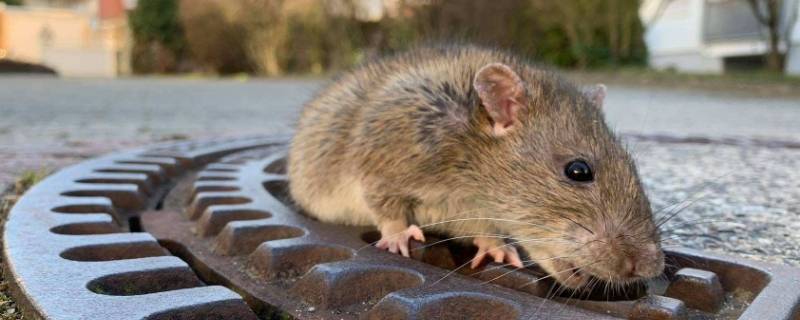 老鼠能活多少年的寿命 老鼠的寿命最长能活多少年