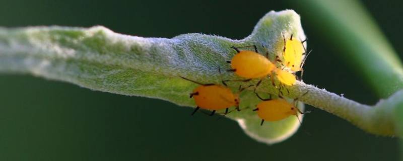 蚜虫又称什么虫 蚜虫又叫什么虫