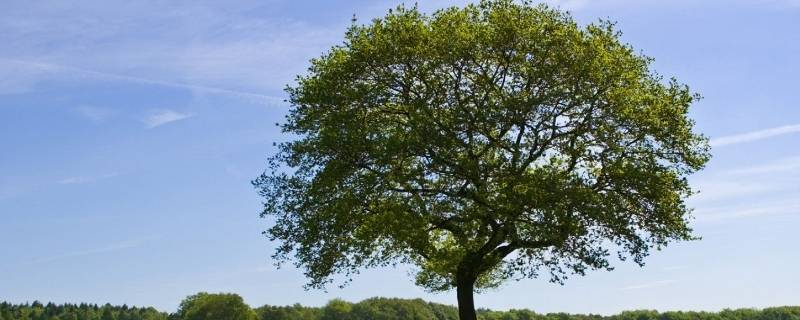 古代树木雅称 古代树木的别称