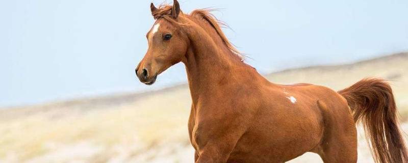 马的寿命一般有多长 马的寿命一般有多长1002无标题