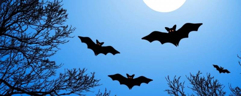 蝙蝠在夜里是怎样飞行（蝙蝠在夜里是怎样飞行的课文）