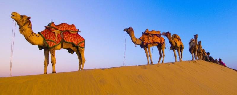 骆驼生活在哪里（单峰骆驼生活在哪里）