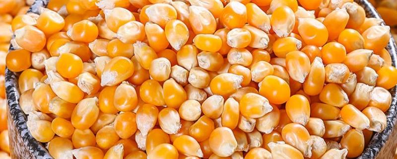 爆米花的玉米是哪种玉米（爆米花的玉米是什么品种玉米）