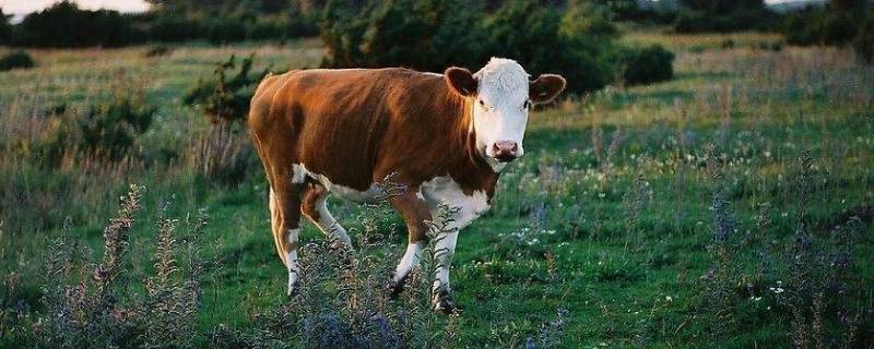 牛头怎么处理 牛头怎么处理才能长期保存