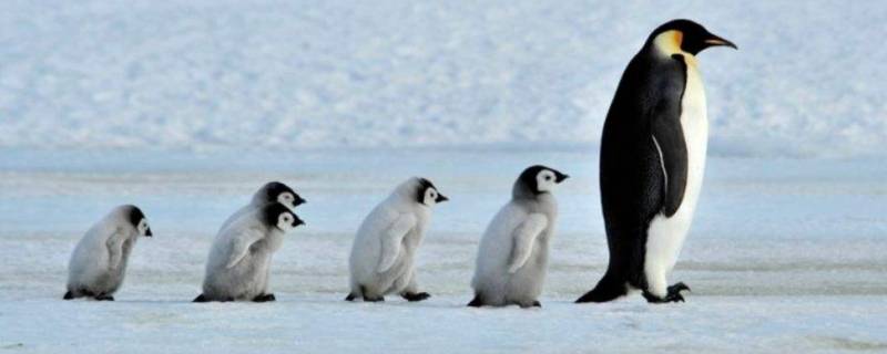 企鹅为什么生活在南极 企鹅为什么生活在南极不在北极