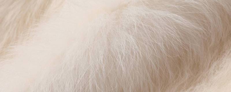 托斯卡纳羊毛是什么毛 托斯卡纳羊羔毛是真羊毛吗?