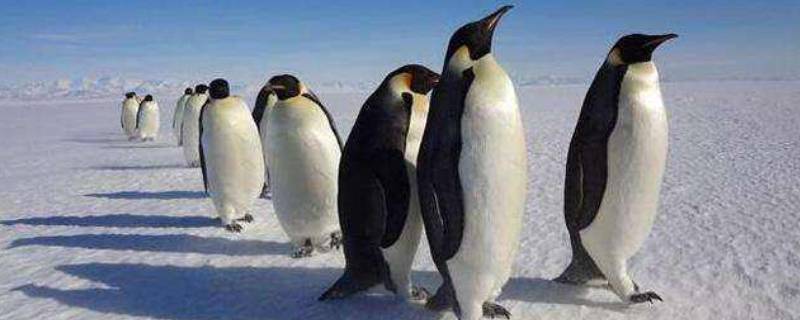企鹅有多高（最大的企鹅有多高）