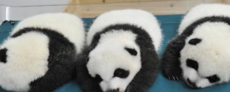 大熊猫有冬眠的现象吗 大熊猫有没有冬眠的现象