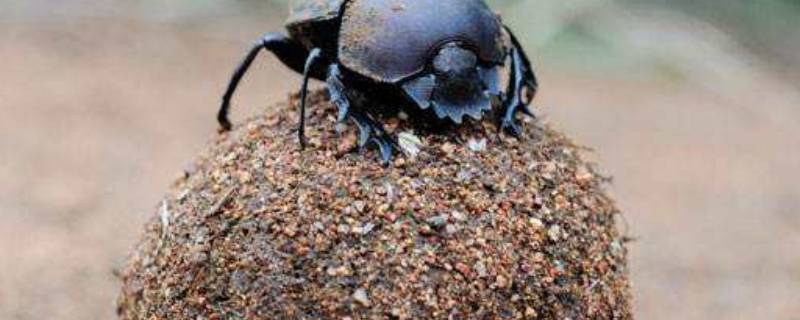 昆虫记中称食粪虫为什么 昆虫记里食粪虫称为