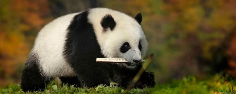 熊猫生活在哪里 熊猫生活在哪里有些什么活动
