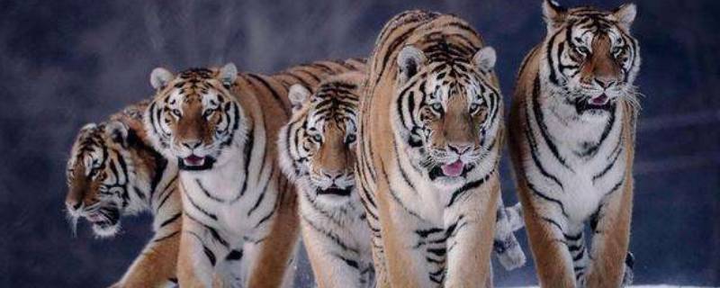 老虎一共有几个种类 老虎有多少个种类