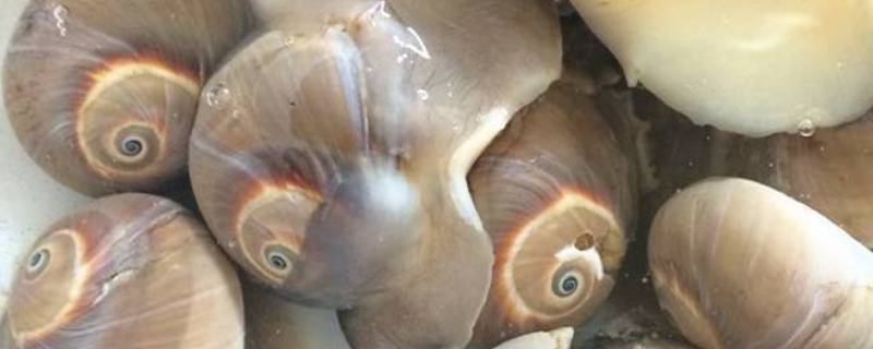 猫眼螺怎么保存新鲜 鲜活猫眼螺怎么保存