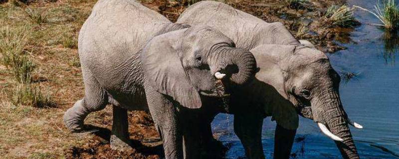 大象是什么科动物 大象是哪一类动物