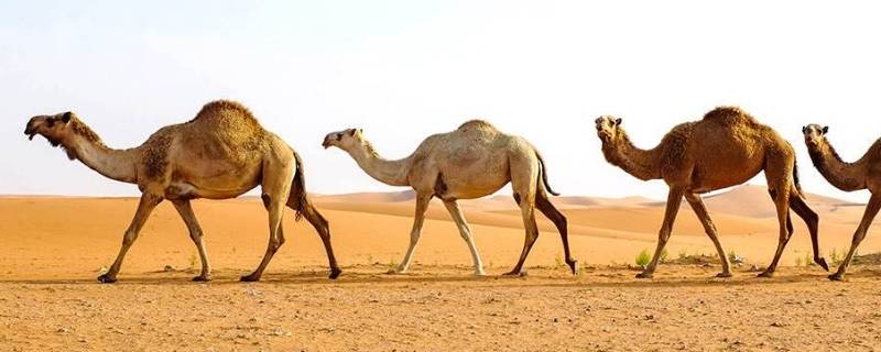 骆驼被称为（骆驼被称为沙漠之舟的原因）