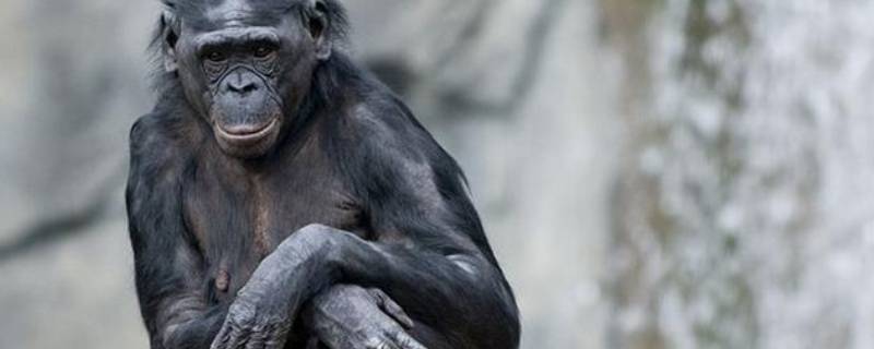 人猿分界的重要标志是什么 人类与类人猿分界的重要标志是什么