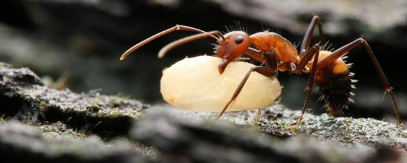 工蚁是公的还是母的 工蚁是雄的还是雌的