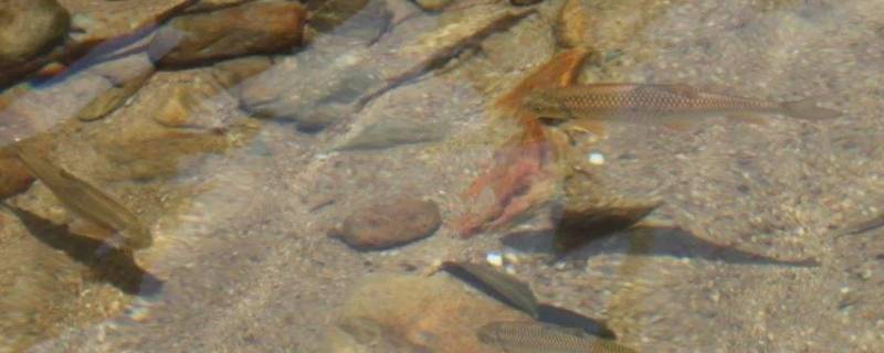 小河里有许多什么样的小鱼 小河里有许多什么样的小鱼图片