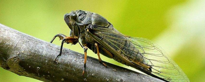 昆虫记中蝉被称为什么（昆虫记中将蝉称作什么）