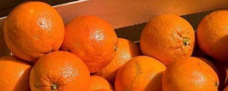 粑粑柑和橘子有什么区别（粑粑柑和橘子橙子又有什么区别）