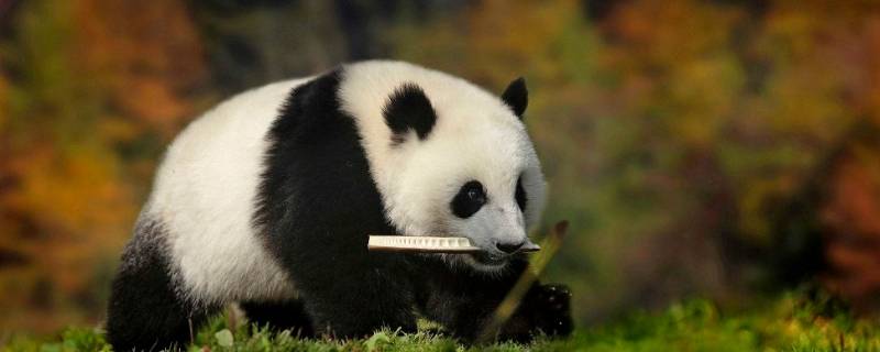 为什么只有中国有大熊猫 全世界为什么只有中国有大熊猫