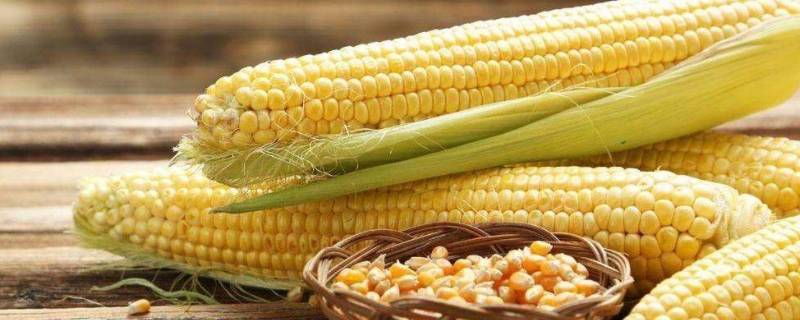 玉米为什么叫玉蜀黍（玉蜀黍是什么）