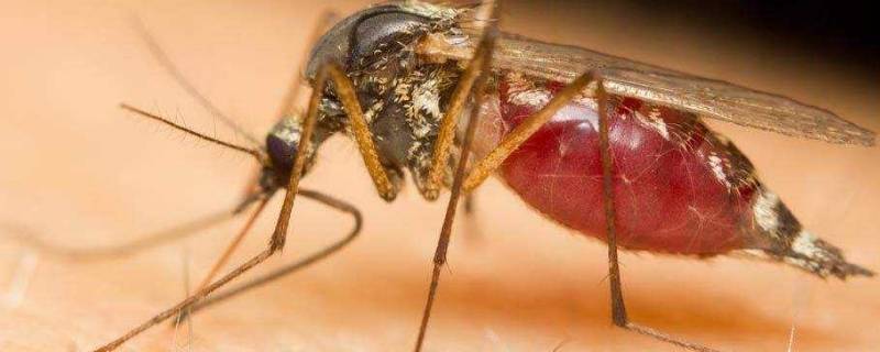 蚊子在家里会繁殖吗 蚊子会在家里产卵吗