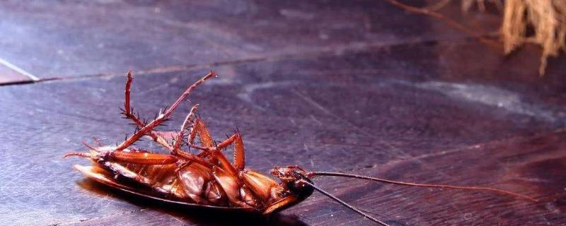 怎样能把蟑螂消除干净 怎么能把蟑螂去除干净