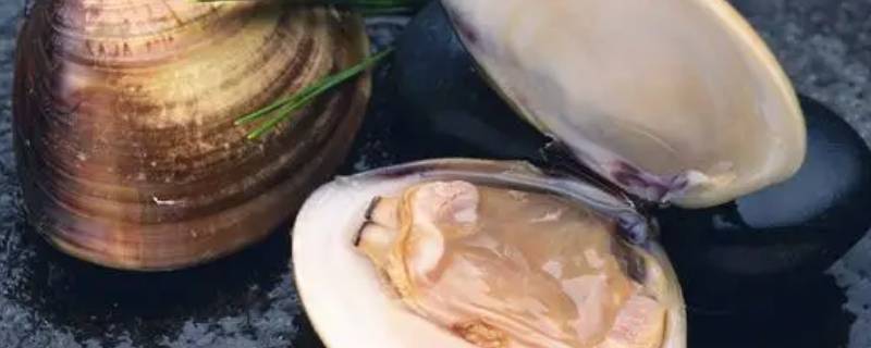 河蚌的贝壳是用来游泳的吗（河蚌的贝壳用来干嘛）