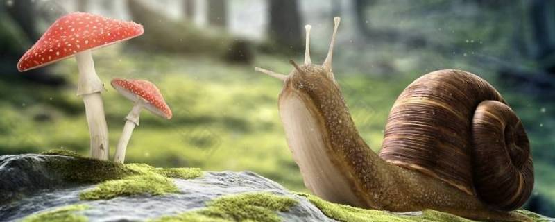 小蜗牛为什么不用避雨 小蜗牛为什么不用避雨?