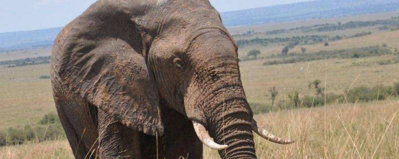 公象大还是母象大 大象是公的大还是母的大