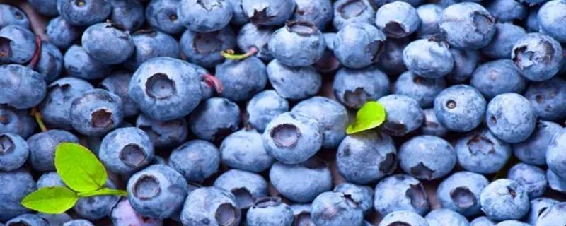 佳沃蓝莓是进口还是国产（佳沃蓝莓和普通蓝莓）