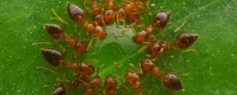 小红蚂蚁用什么可以彻底消灭（灭小红蚂蚁最有效的方法）