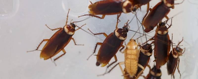 蟑螂卵会在人体内繁殖吗 蟑螂卵在人体内能存活吗