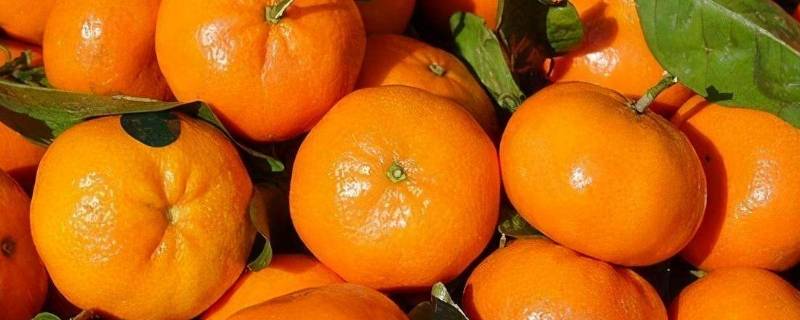 哪种水果不属于橘子类 柠檬石榴哪种水果不属于橘子类